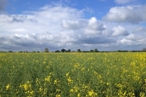 Beautiful views of the Norfolk countryside