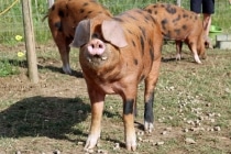Top Barn rare breed pigs