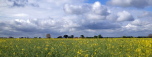 Fields over Norfolk