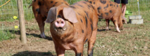 Rare Breed Pigs