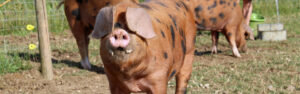 Pigs