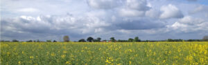 View Over Fields
