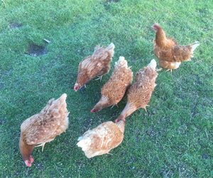 Top Barn Chickens