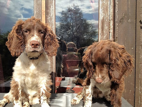 Gus and Maisie as puppies about 6 months